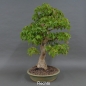 Preview: Acer buergerianum rechts